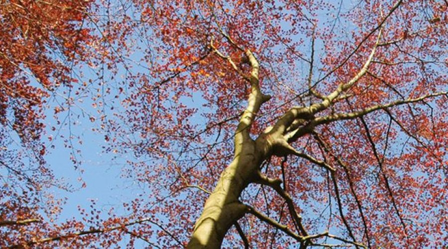 Boomkruin tegen een blauwe lucht